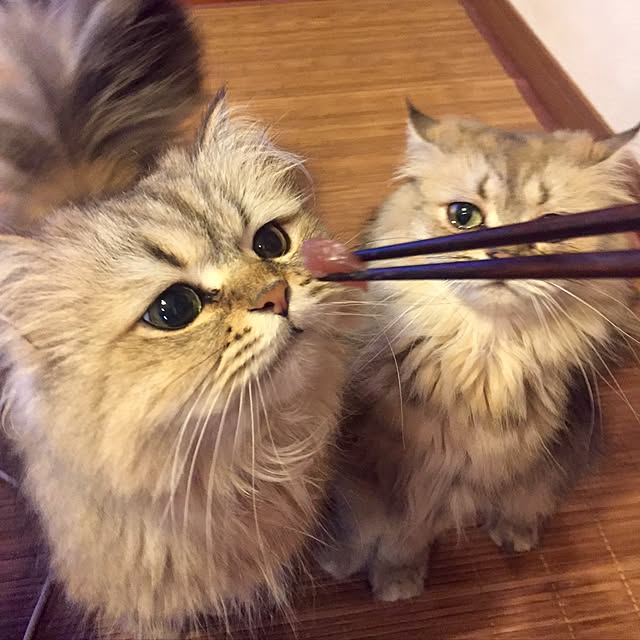 butachanさんの実例写真