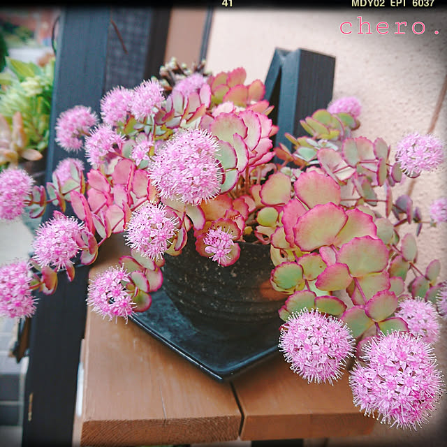 chero.さんの実例写真