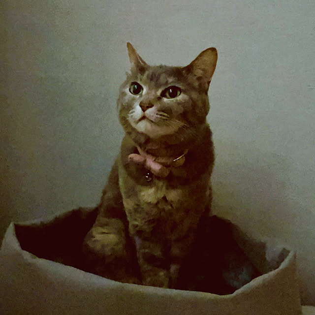 ベッド周り/猫ベッド/猫好き/猫大好き/猫が好き...などのインテリア実例 - 2025-05-22 07:10:24