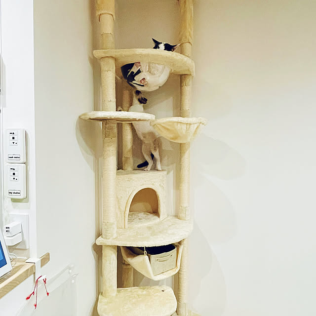imomusiさんの実例写真