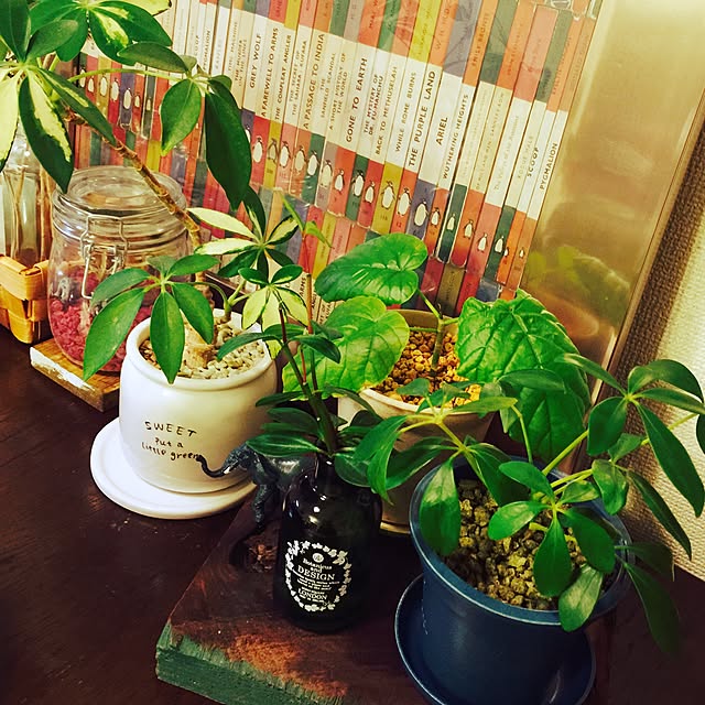 玄関/入り口/多肉植物/観葉植物/アンティーク/ナチュラル...などのインテリア実例 - 2016-12-05 23:15:55