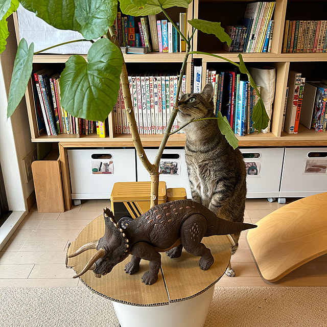 mikomaruさんの実例写真