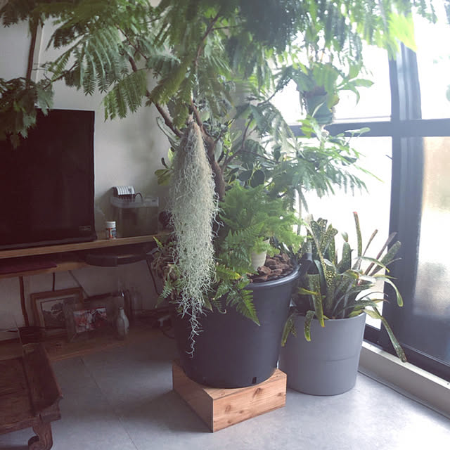 観葉植物/賃貸アパート/植物のある暮らし/リビングのインテリア実例 - 2021-05-25 11:24:59