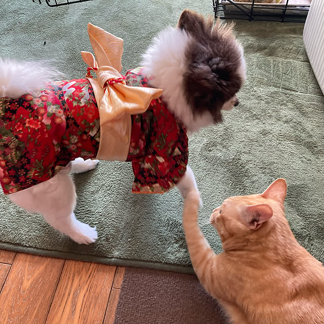 miseiさんの実例写真