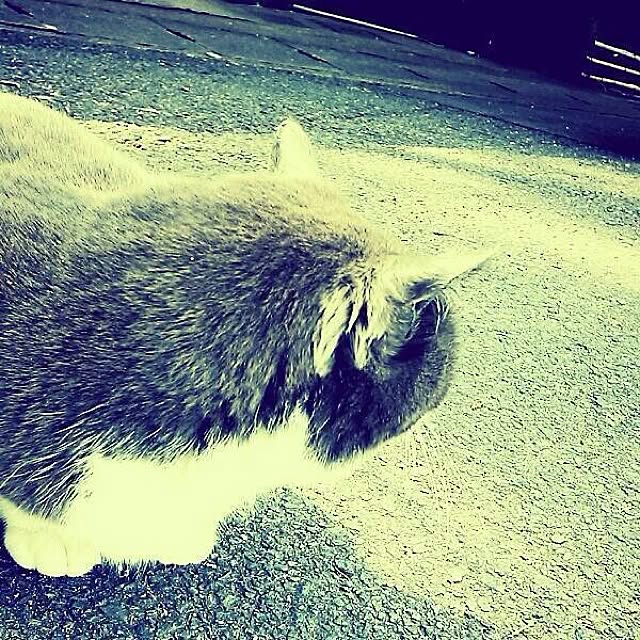 omayuさんの実例写真