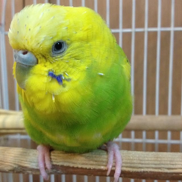 Sachuさんの実例写真