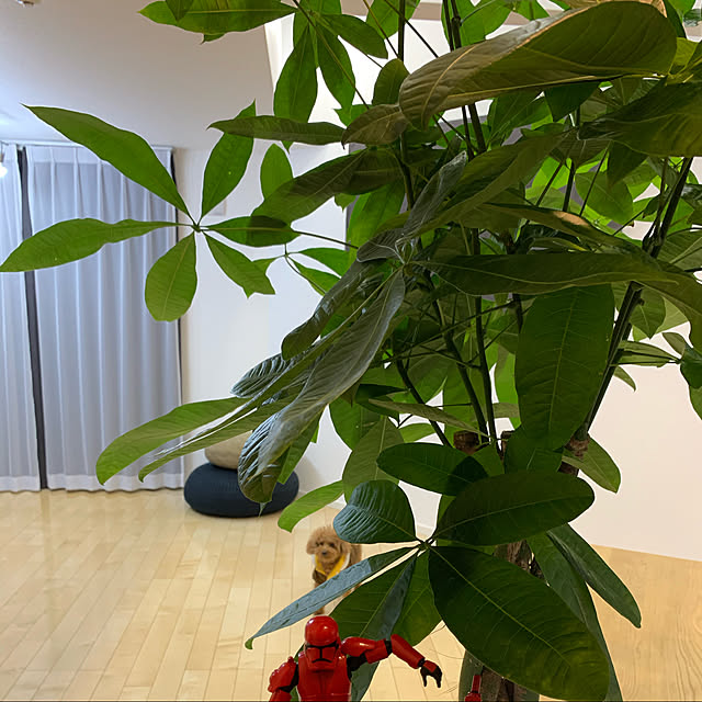 kokoさんの実例写真