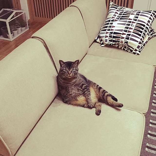 momi_momieさんの実例写真