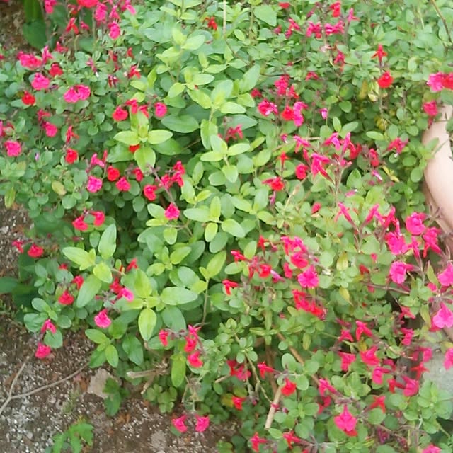 Tomopさんの実例写真