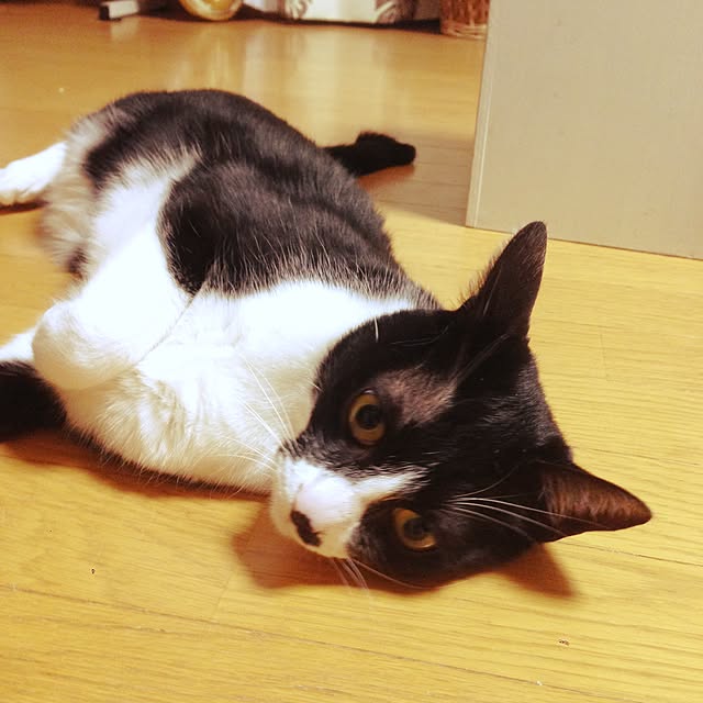 Kinanさんの実例写真