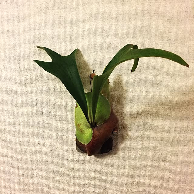 kotori_kmさんの実例写真