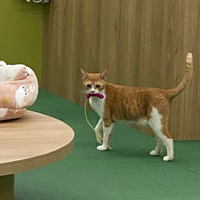 ohanaさんの部屋