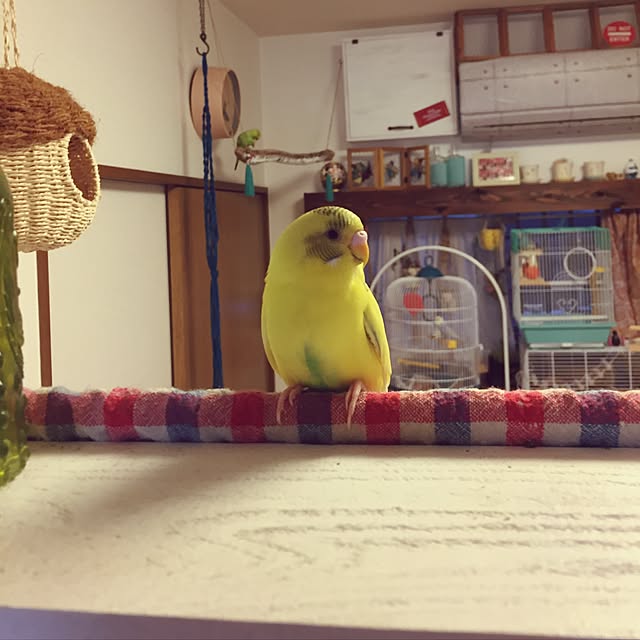 oniyomeさんの実例写真