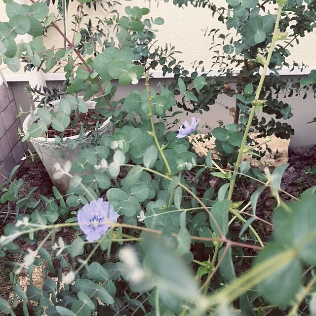 Camelliaさんの実例写真