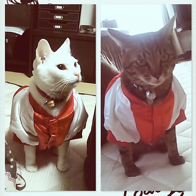 konatsuさんの実例写真