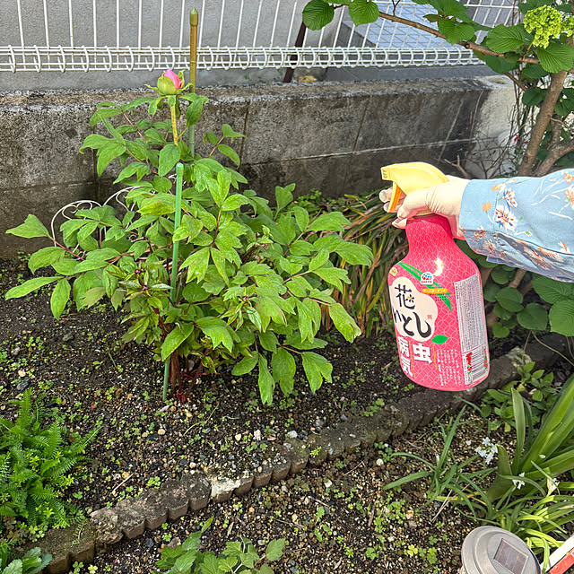 chIoeさんの部屋