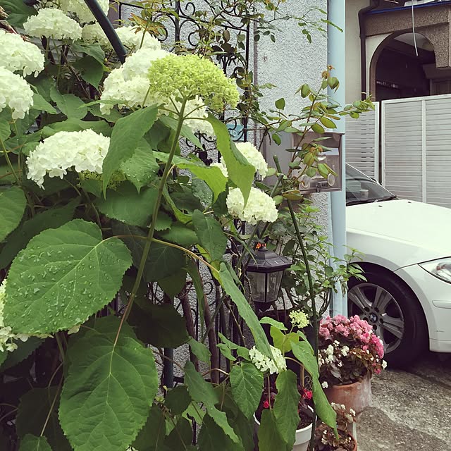 greenroseさんの実例写真