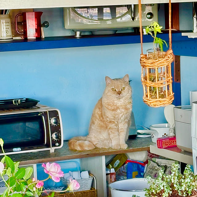 naokoさんの実例写真