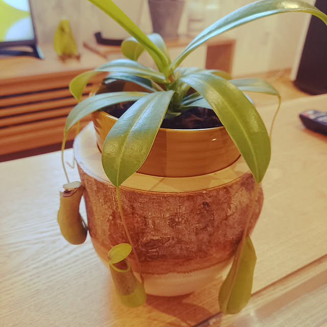 kiuiさんの実例写真