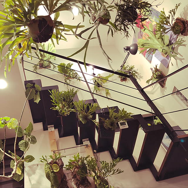 観葉植物/壁/天井のインテリア実例 - 2019-10-11 12:42:44