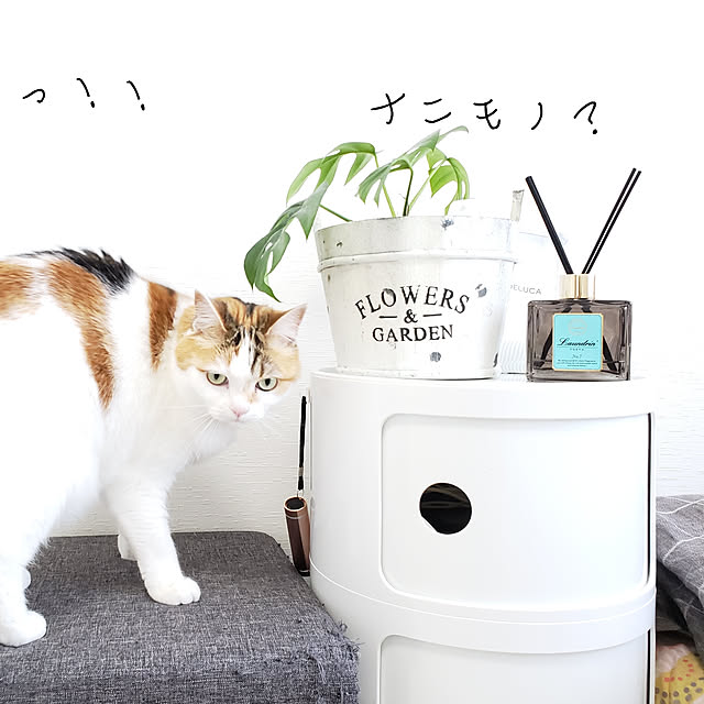 megu.catさんの実例写真
