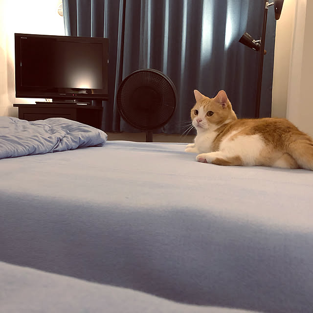 mokさんの実例写真