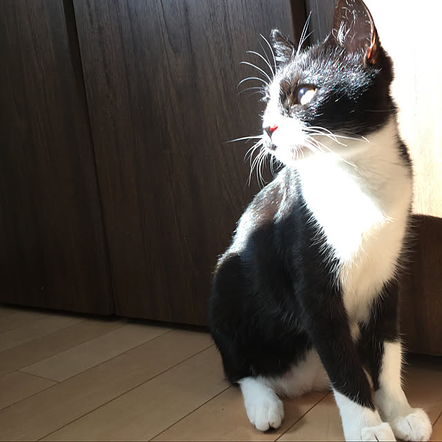 nekoさんの実例写真
