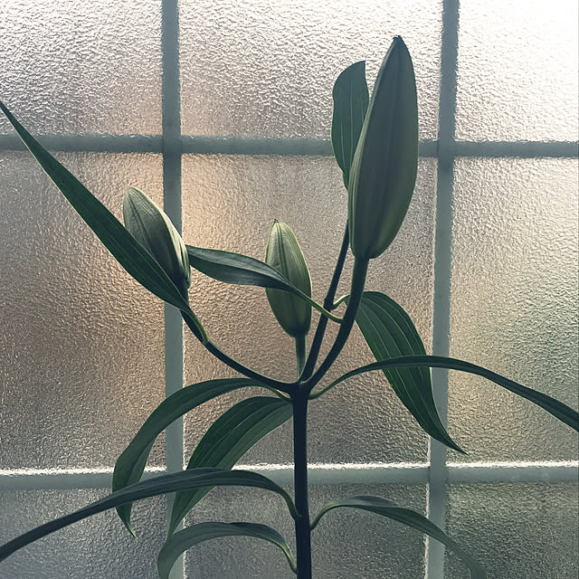 Milijanaさんの実例写真