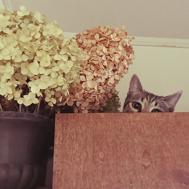 adgjmptwさんの実例写真