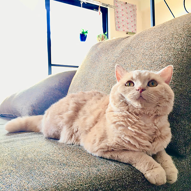 naokoさんの実例写真