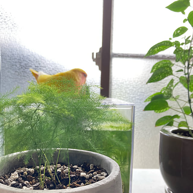 chi.さんの実例写真