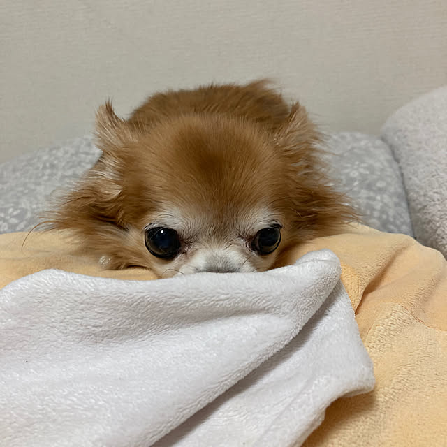 koroさんの実例写真