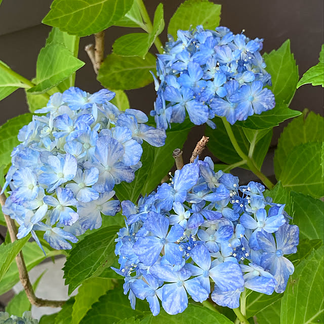 colonさんの実例写真