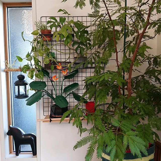 壁/天井/IKEA/観葉植物/レゴ/レゴボタニカルコレクション...などのインテリア実例 - 2024-11-13 23:37:21