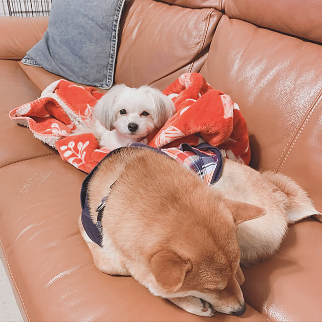 tanyuumoさんの実例写真