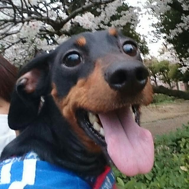 SHINOさんの実例写真