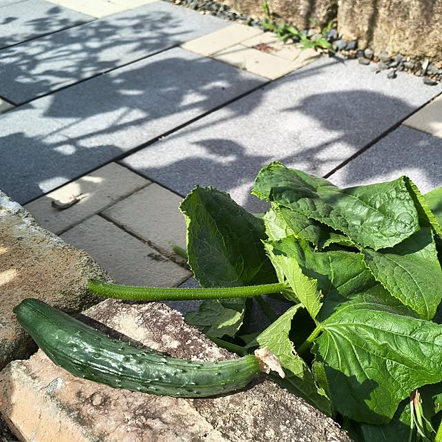 Rubiconさんの部屋