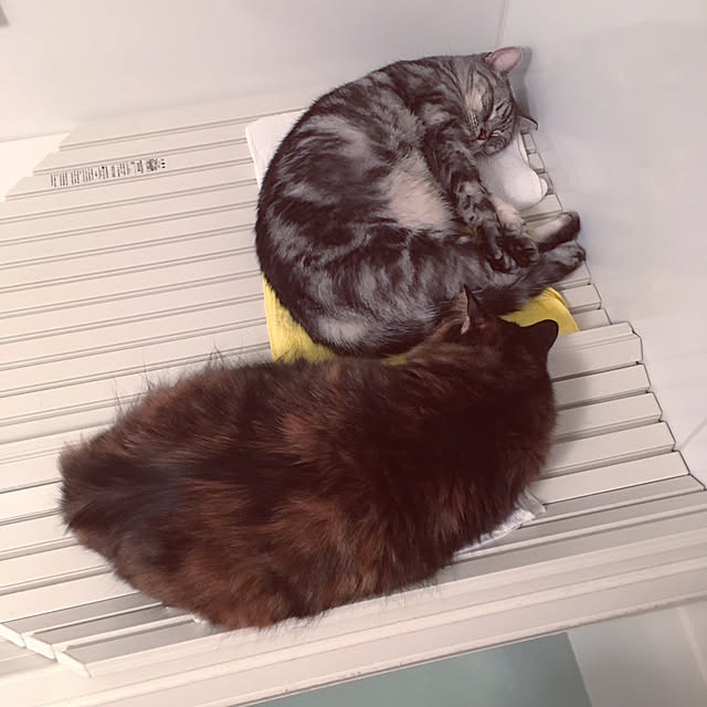 mikomaruさんの実例写真