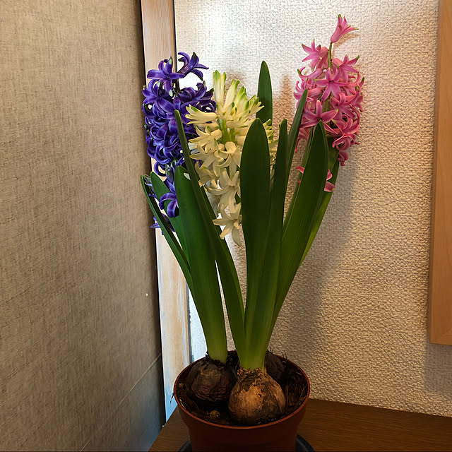 PANDAKOPANDAさんの実例写真
