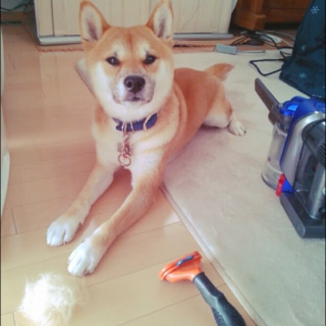 kotaさんの実例写真