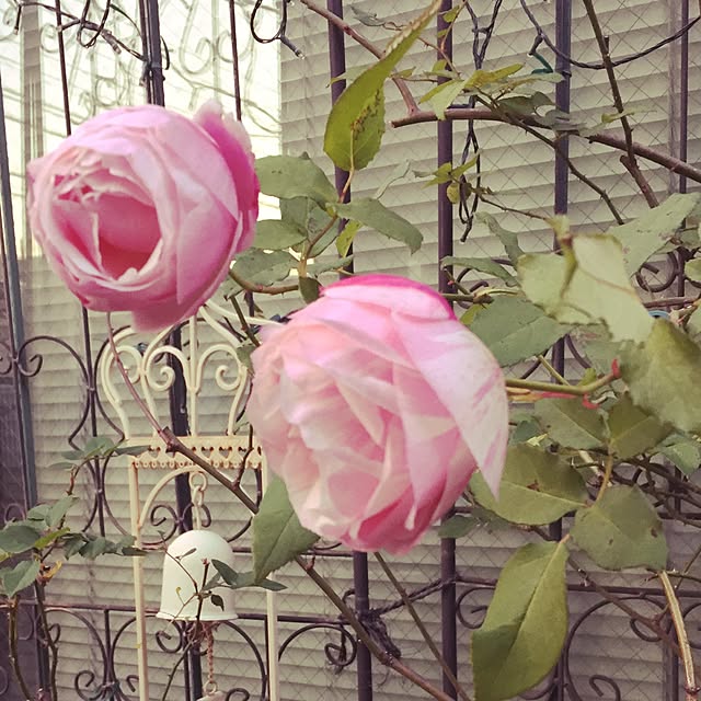 greenroseさんの実例写真