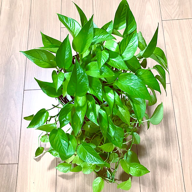 fuyiqian1026さんの実例写真