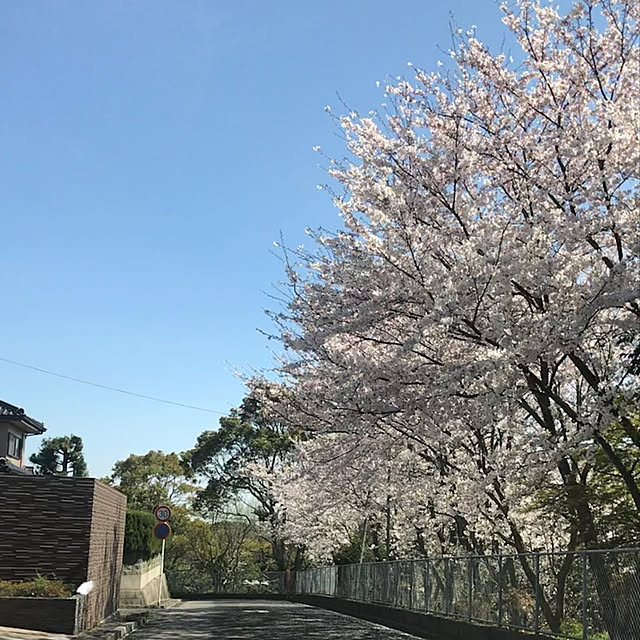 さくら/桜/玄関/入り口/2019.4.6☀のインテリア実例 - 2019-04-06 22:44:50