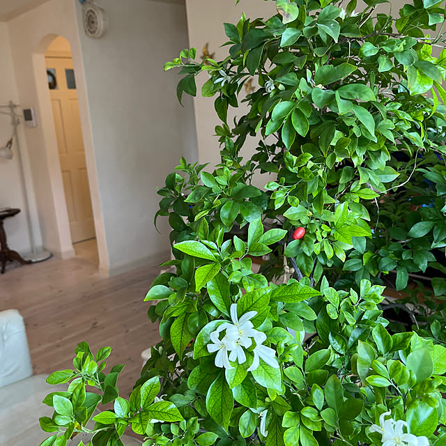 sakuraさんの部屋