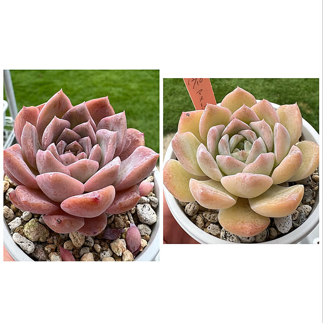 melmelさんの実例写真