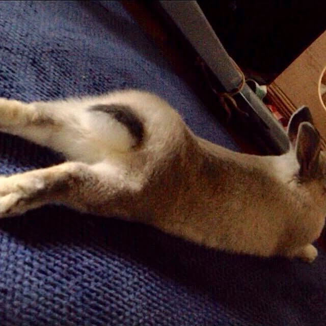 yokomokoさんの実例写真