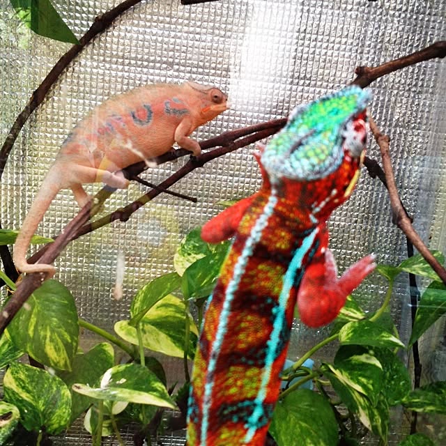 実例写真
