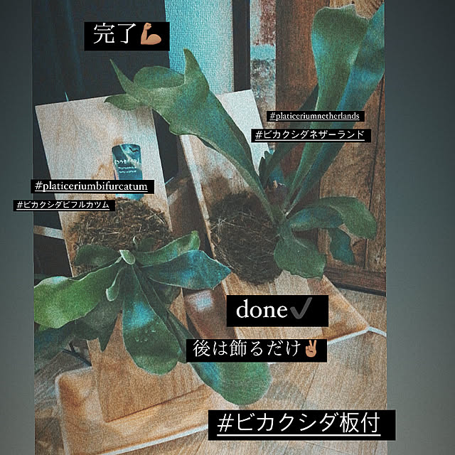y..mama..さんの実例写真