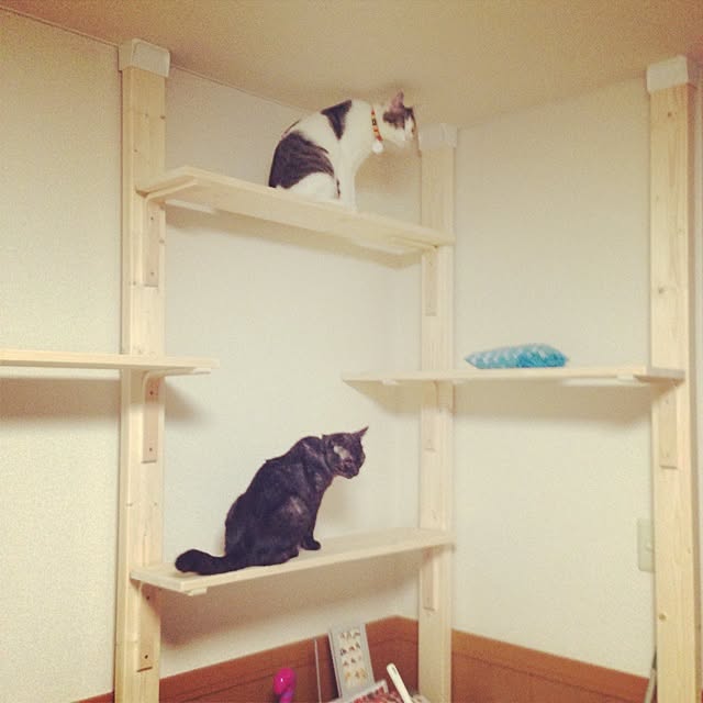 saisさんの実例写真