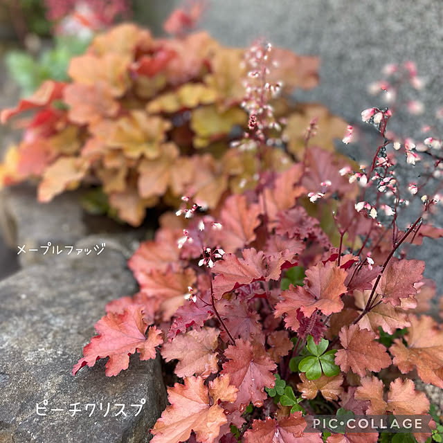 buchiさんの部屋